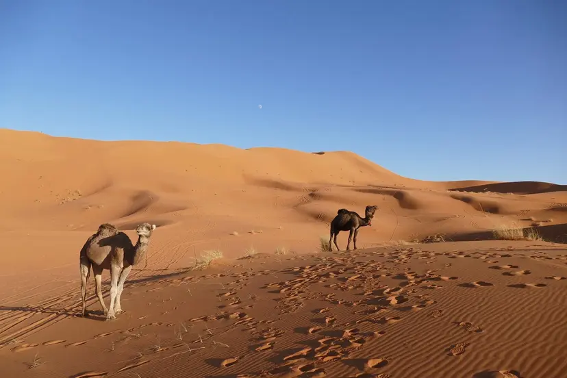 Camel in vast desert landscape symbolizing desert travel journeys.
